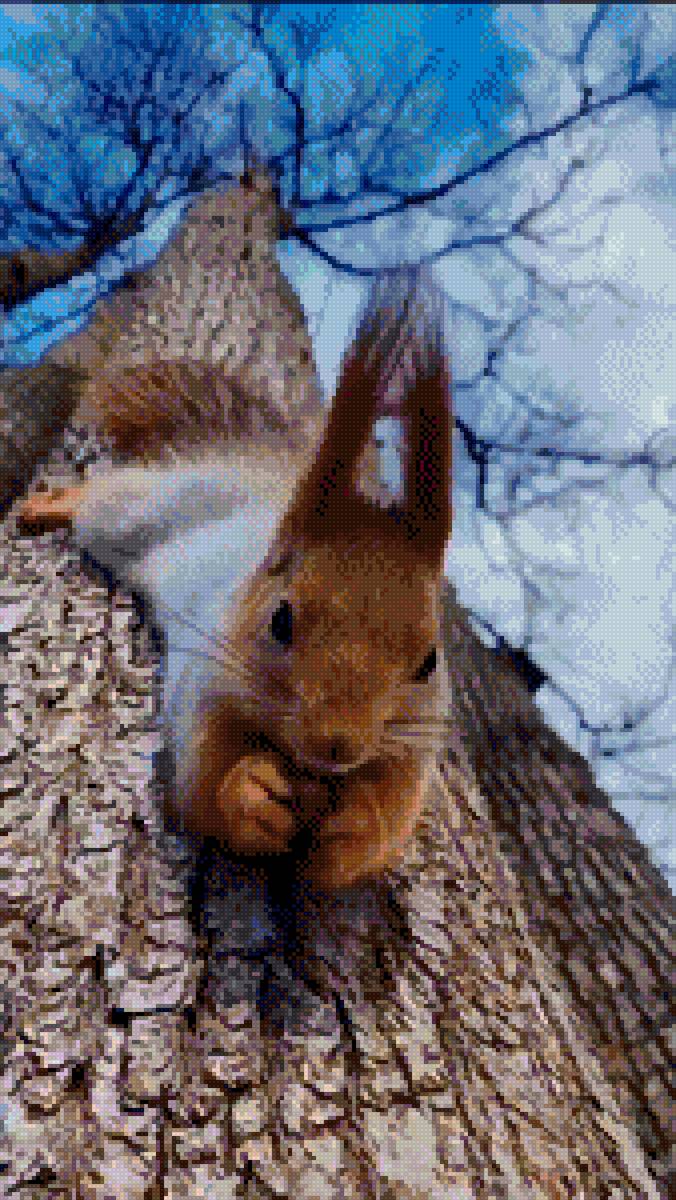 Беличье лакомство - белка - предпросмотр