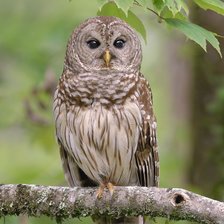 Схема вышивки «Сова»