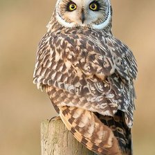 Схема вышивки «Сова»