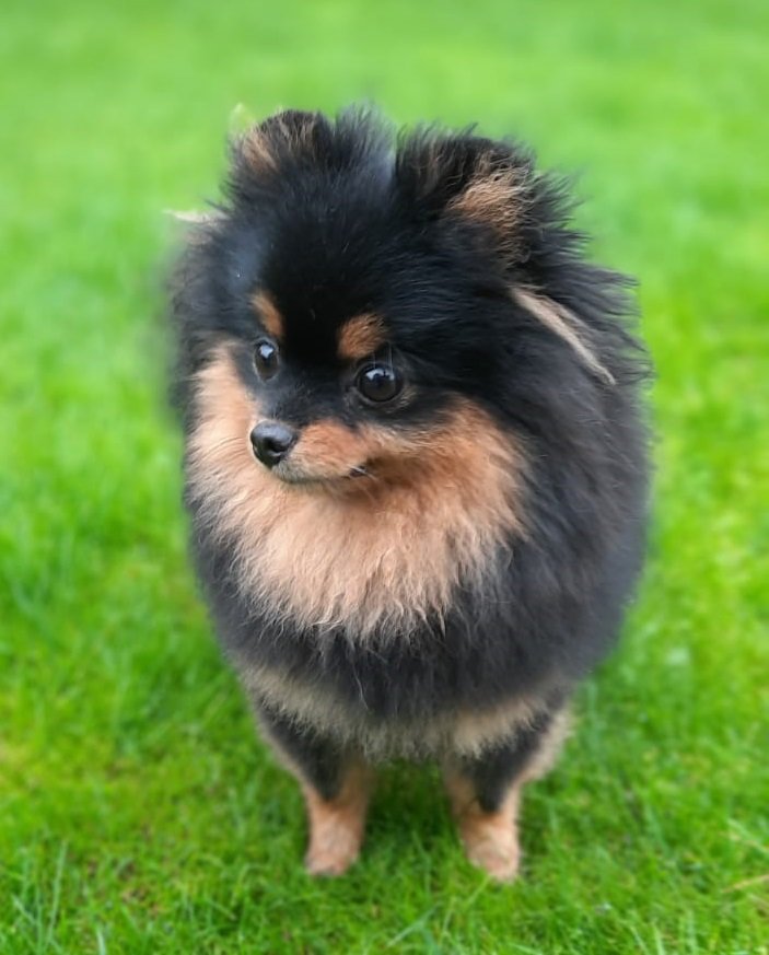 Перфекта - шпиц, померанец, собака - оригинал