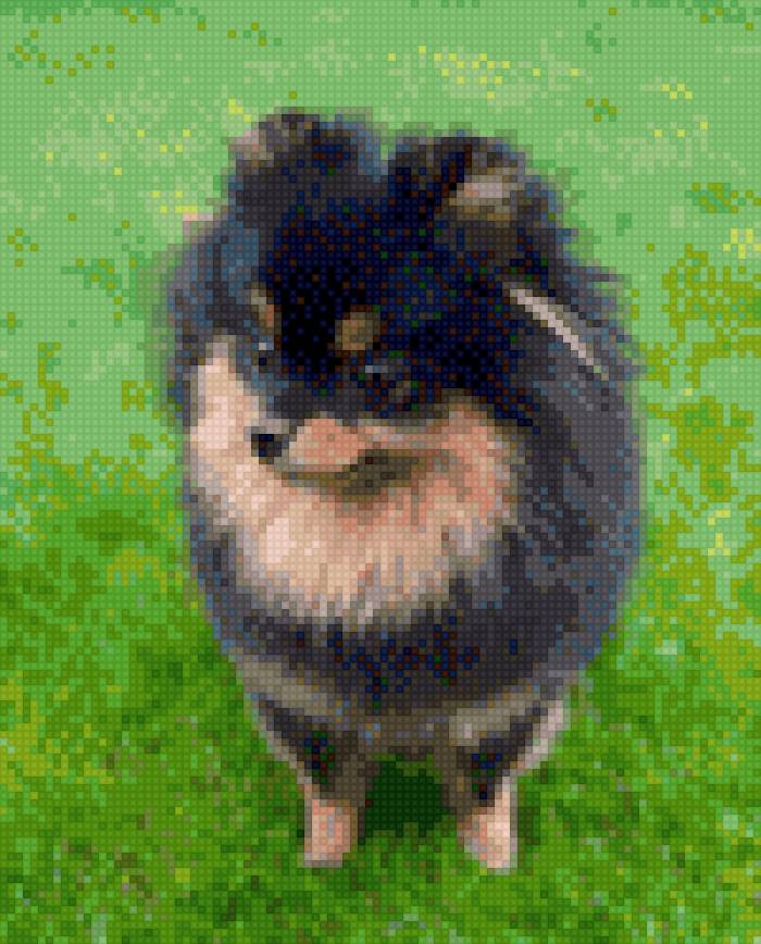 Перфекта - собака, шпиц, померанец - предпросмотр