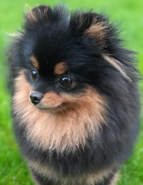 Перфекта 2 - собака, шпиц, померанец - оригинал