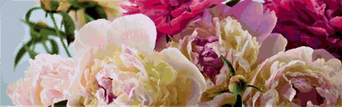 ПИОНЫ - пионы - предпросмотр