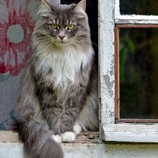 Схема вышивки «Мой кот»