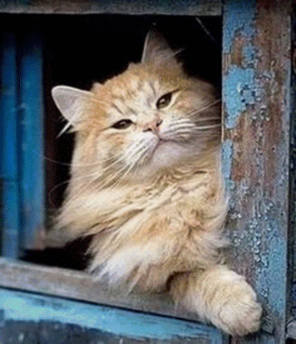 Рыжик - кот 🐱 - предпросмотр