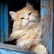 Схема вышивки «Рыжик»