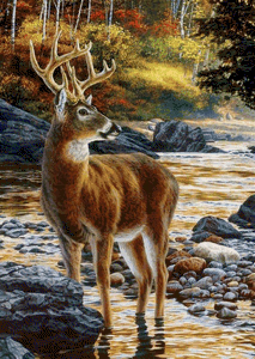 ciervo en río - ciervo - предпросмотр