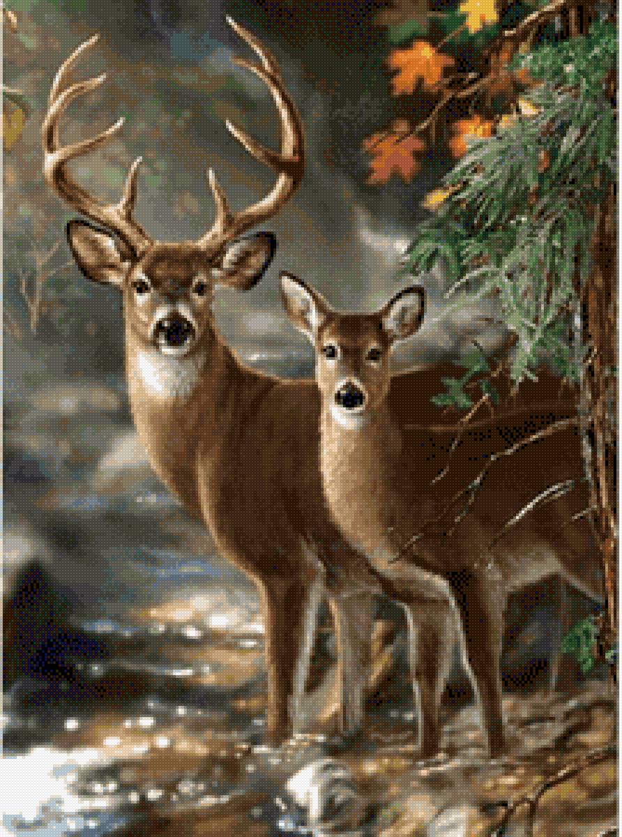 ciervos - ciervo - предпросмотр