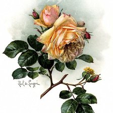 Схема вышивки «Роза»