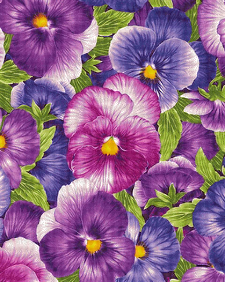 Анютины глазки - цветы, анютины глазки - предпросмотр