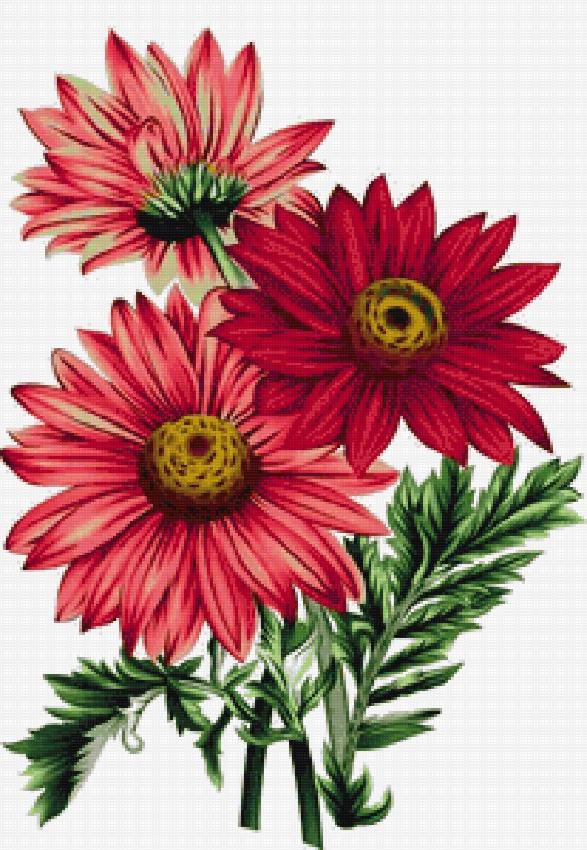 Герберы - цветы, герберы - предпросмотр