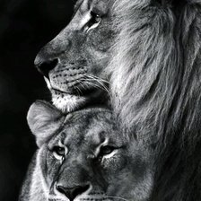 Схема вышивки «Львы»