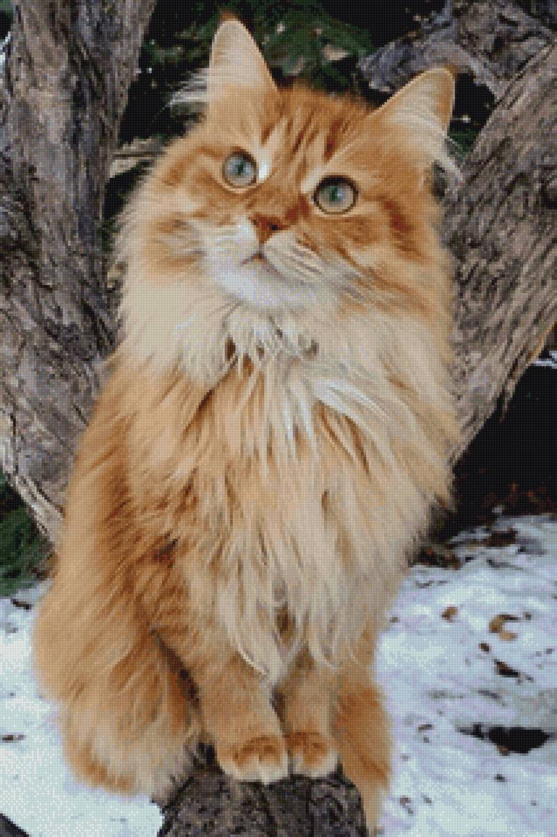 Рыжий кот - домашние животные, кот - предпросмотр