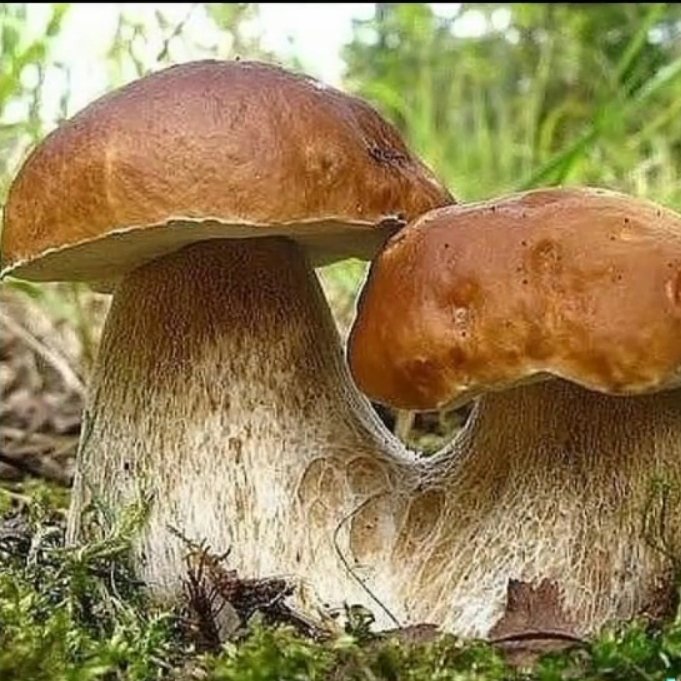Царская семья - грибы - оригинал