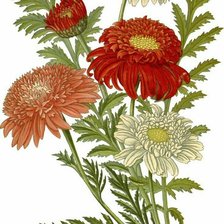 Схема вышивки «№2580256»