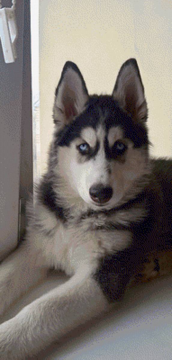 Хати - хаски - предпросмотр