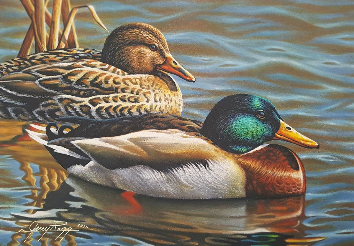 Утки - утка, утки, природа, вода, озеро, птицы - оригинал