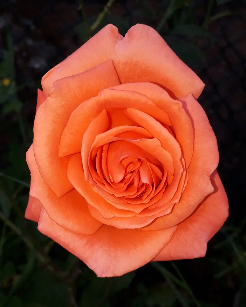 Rosa de varias tonalidades rosáceas. - оригинал