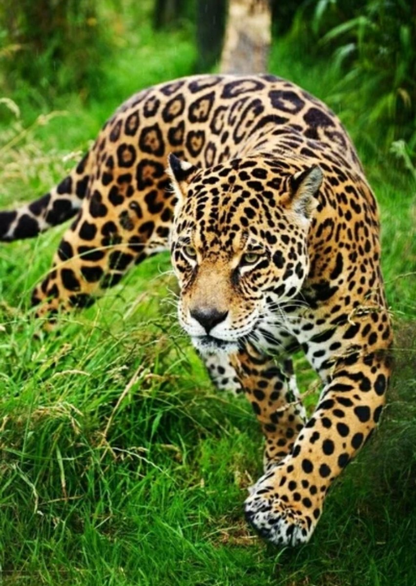 №2581009 - животные, леопард - оригинал