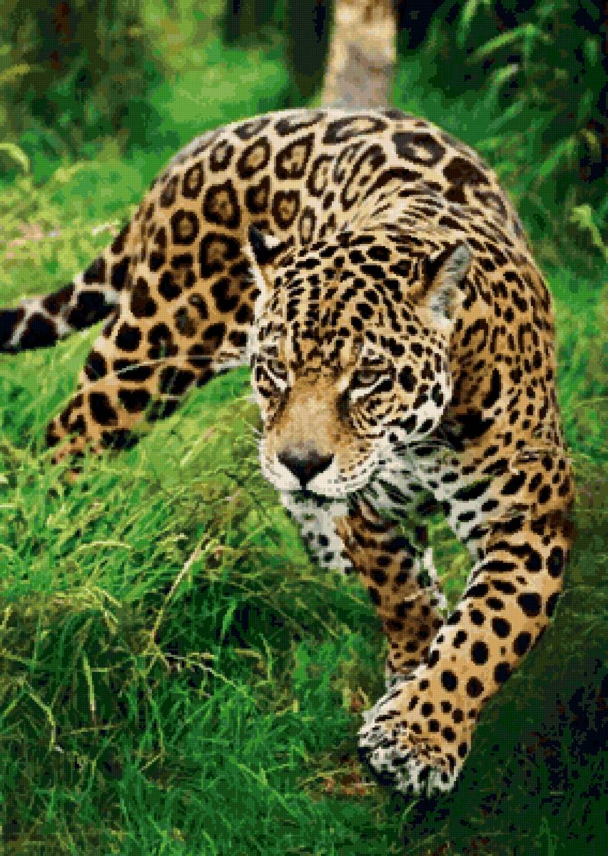 №2581009 - животные, леопард - предпросмотр