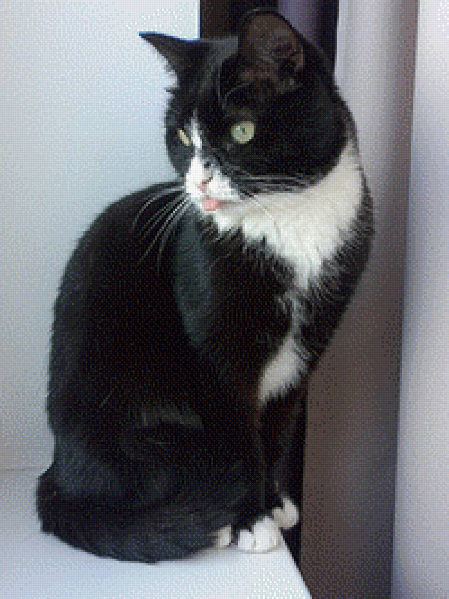 Мартель - предпросмотр