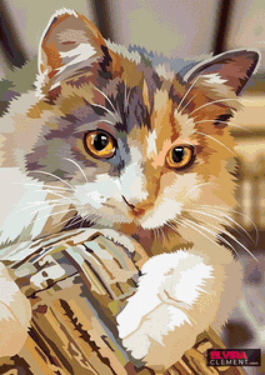 Кот - кот - предпросмотр