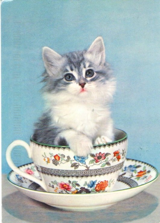 Котенок - коты - оригинал