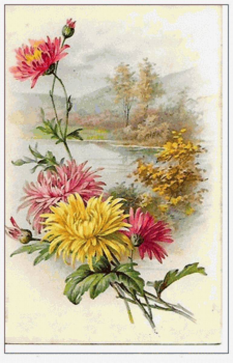 Астры - цветы - предпросмотр