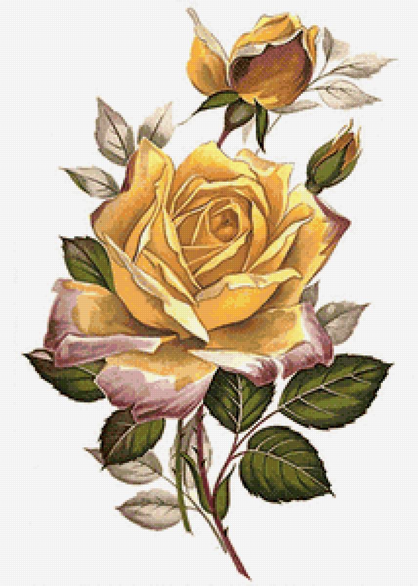 Роза - цветы - предпросмотр