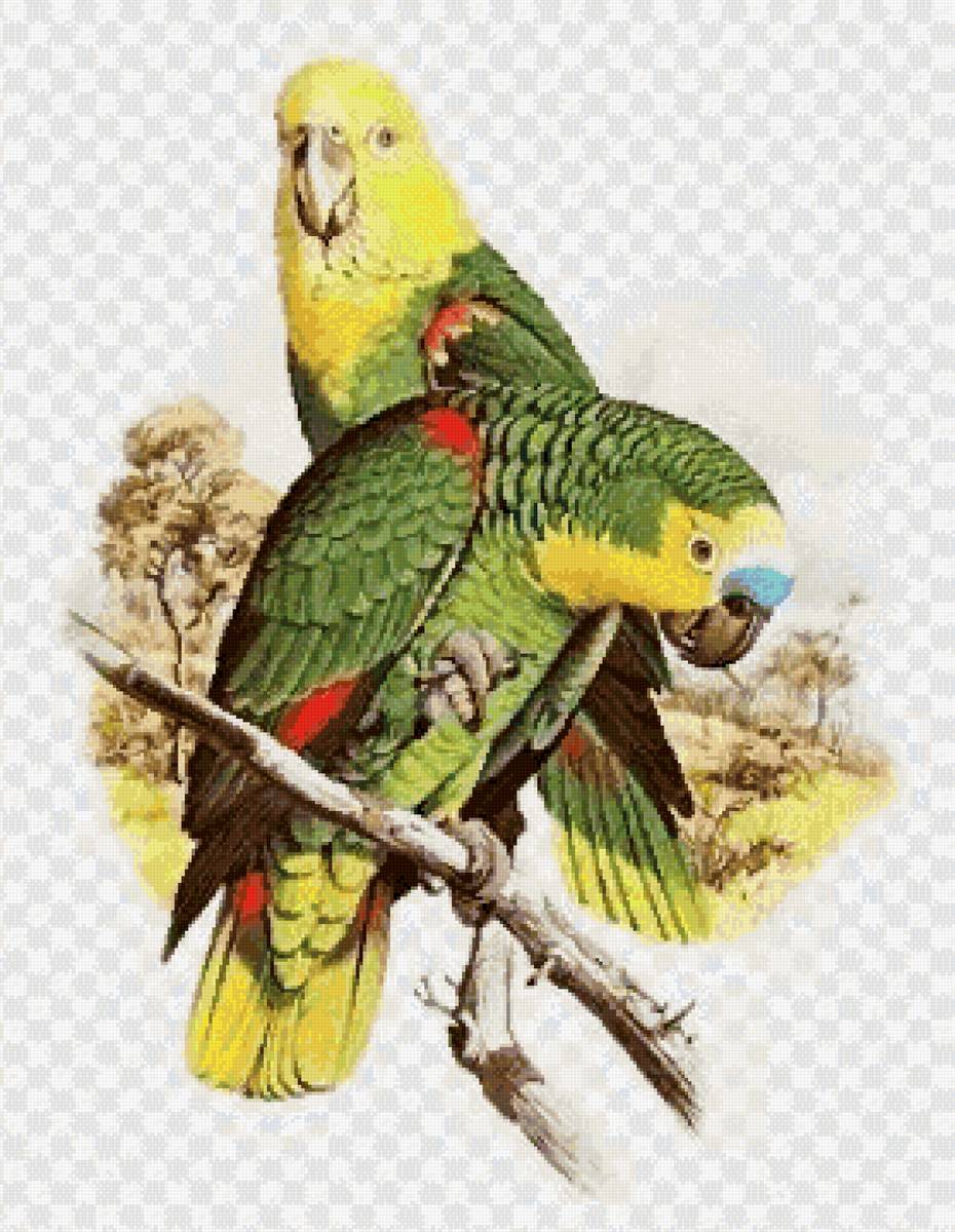 №2582536 - птицы, попугаи, пара - предпросмотр