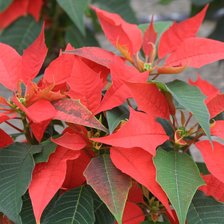 Схема вышивки «№2582803»