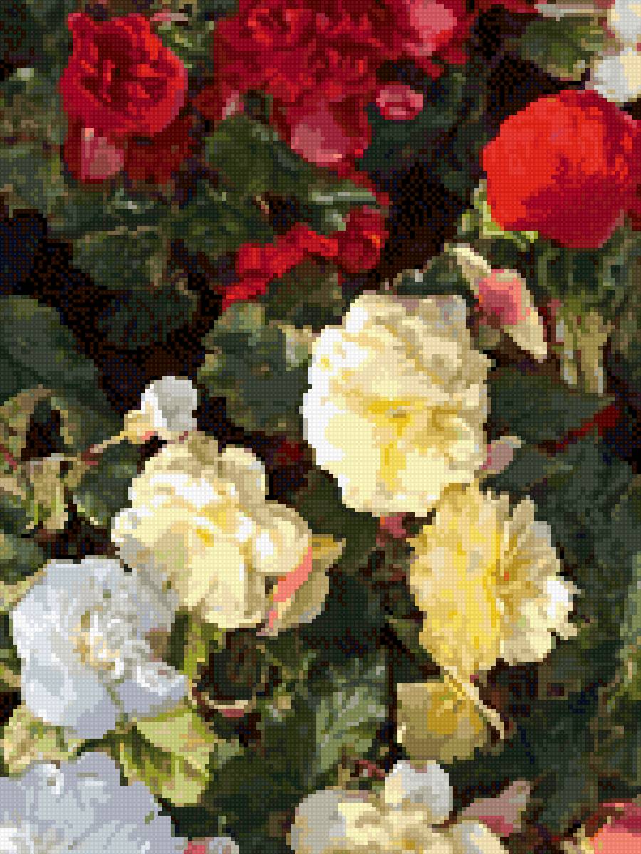 Бегонии - предпросмотр