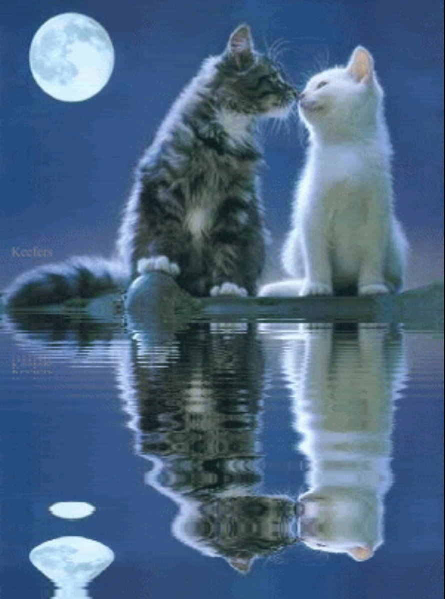 Котики - коты, ночь - оригинал