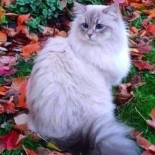 Схема вышивки «Осеннее настроение»