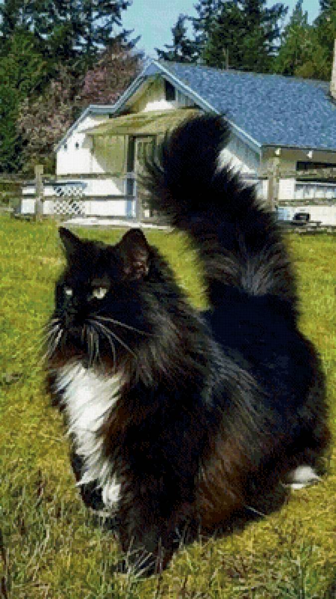 Хозяин в дозоре - кошка - предпросмотр