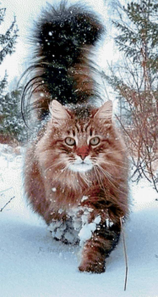 На прогулке - зима, кот, пейзаж - предпросмотр