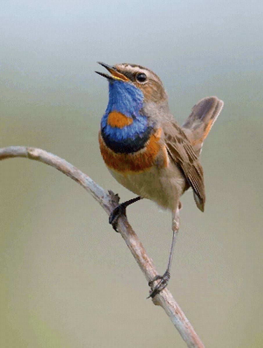 №2585812 - птица - предпросмотр