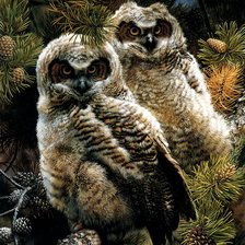 Схема вышивки «Совы. Карл Брендерс»