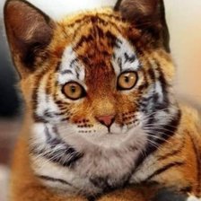 Схема вышивки «Не тигренок я, а киска»