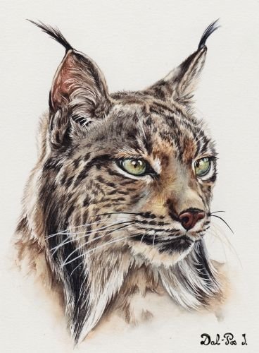 Рысь - рысь, дикие животные - оригинал