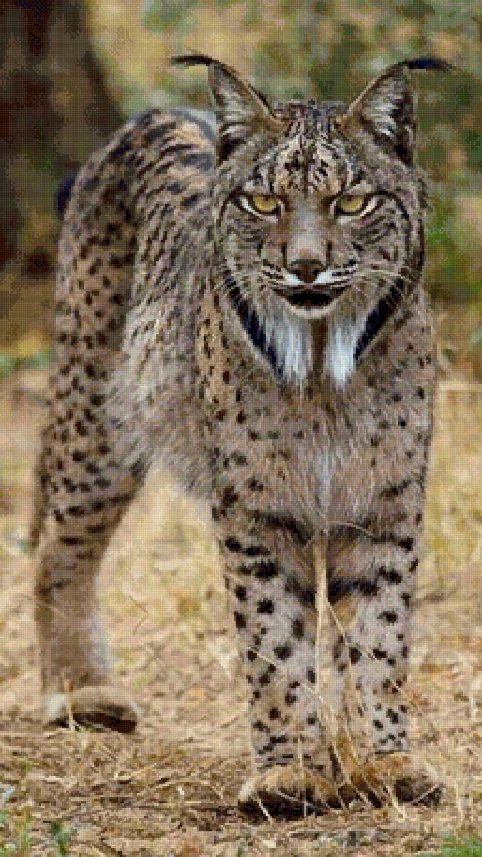 Рысь - кошка - предпросмотр