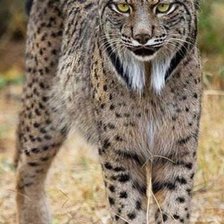 Схема вышивки «Рысь»