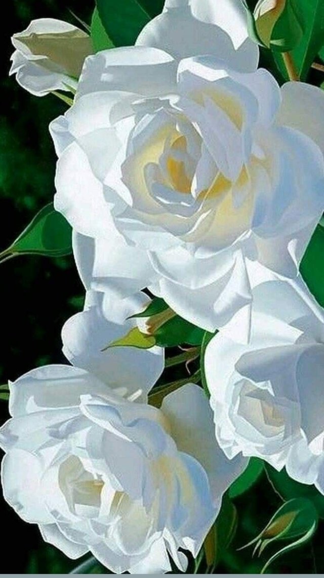 Белые розы - розы - оригинал