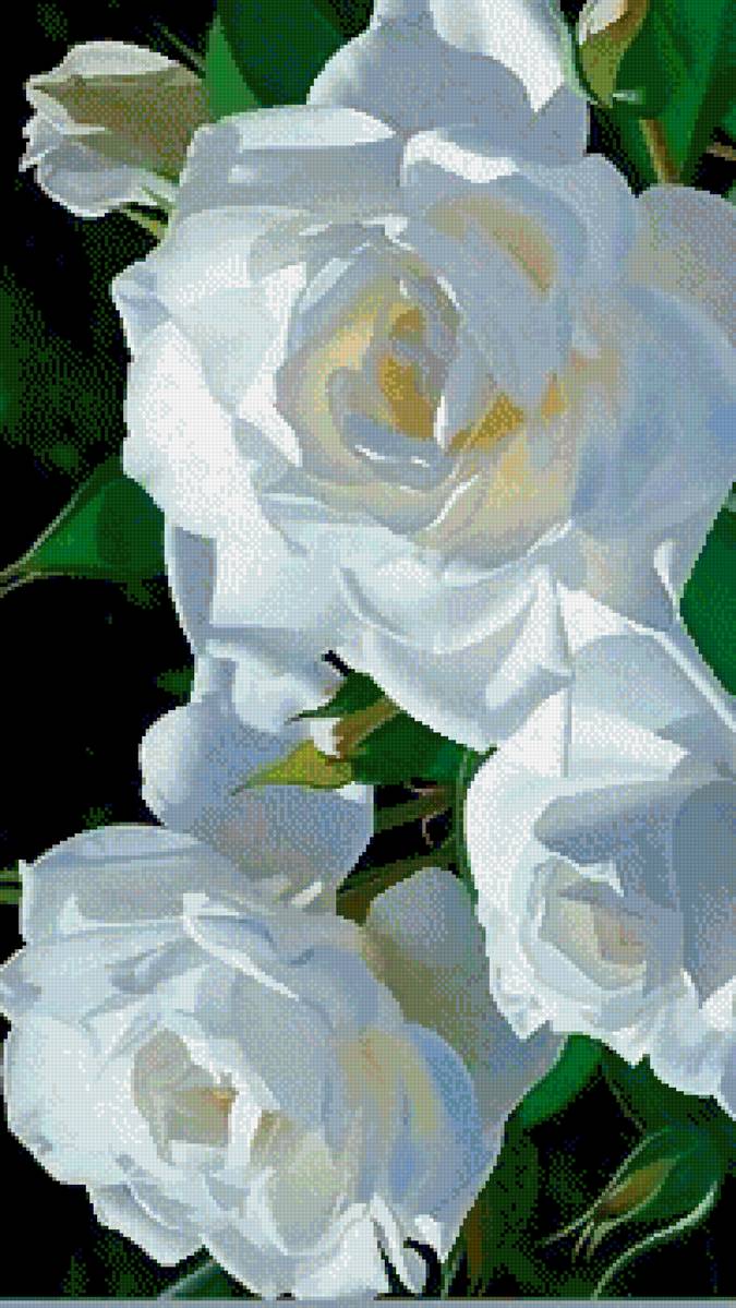 Белые розы - розы - предпросмотр