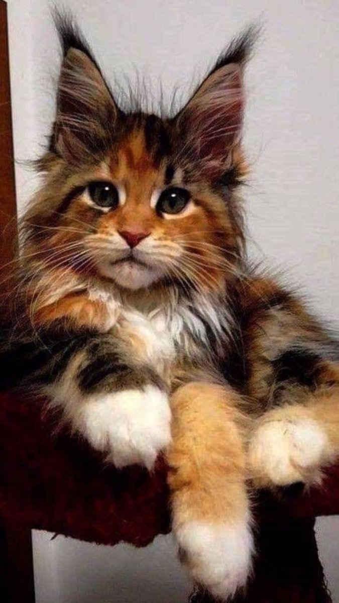 Я ещё маленький - кошка - оригинал