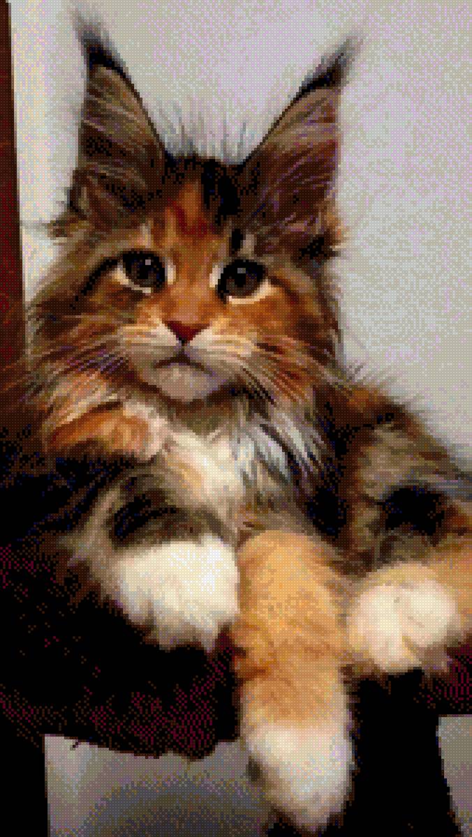 Я ещё маленький - кошка - предпросмотр