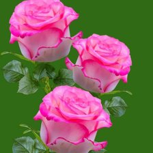 Схема вышивки «Розовое кружево»