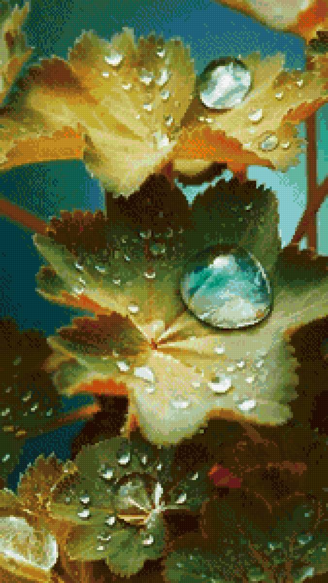 Роса - лето - предпросмотр