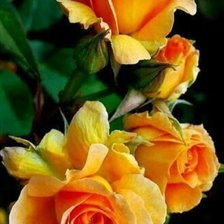 Схема вышивки «Золотые розы»