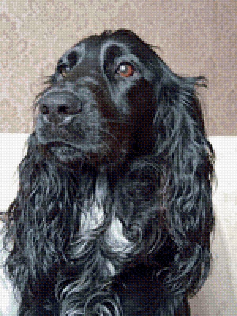 Марти - черный спаниель, спаниель, русский спаниель - предпросмотр